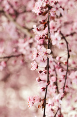 Cherry Blossoms - 97527893