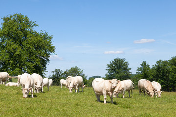 White Charolais beef cattle herd with cows, calves  and  a bull grazing in a lush green spring...
