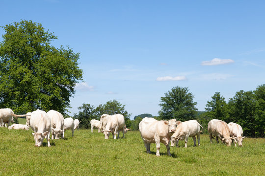 White Charolais beef cattle herd with cows, calves  and  a bull grazing in a lush green spring pasture in the Limousin,  France