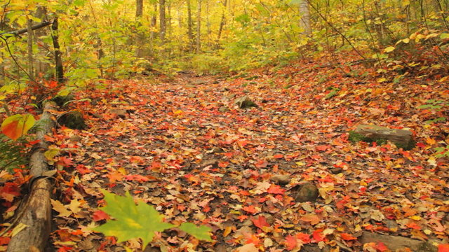 Locked down view of hundreds of red maple leaves lying on the ground on a forest trail. 
