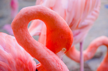 Pink flamingos close up, detail