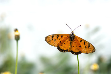 Fototapeta na wymiar butterfly on flower(The Plain Tiger)