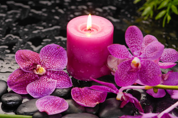 Obraz na płótnie Canvas Pink orchid with plant with candle on black stones