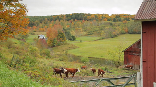 Cattle roaming a field in rural Vermont on an overcast, rainy Autumn morning. 