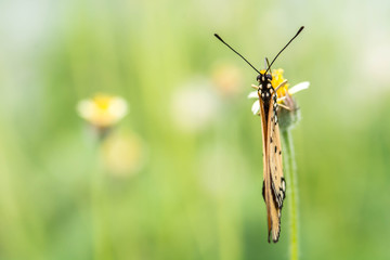 butterfly on flower(The Plain Tiger)
