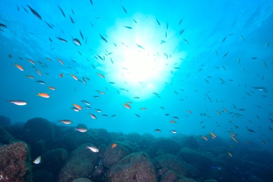 魚影 Stock Photos And Royalty Free Images Vectors And Illustrations Adobe Stock