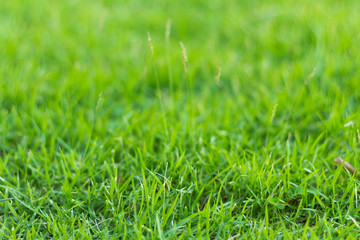 green grass in the garden(soft focus)