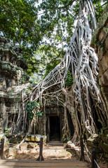 Ta Prohm temple