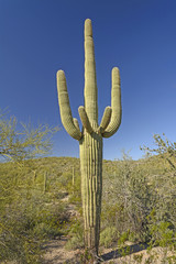 Classic Saguaro Cactus in the Desert