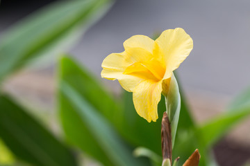 Fototapeta premium Yellow Flower Indian Canna (Canna indica L.),Close of canna lili