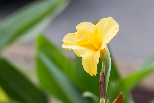 Yellow Flower Indian Canna (Canna indica L.),Close of canna lili