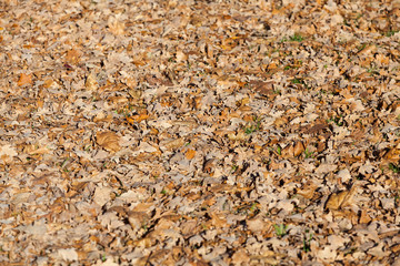 Golden autumn leaves