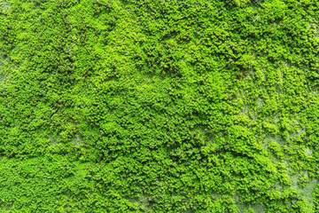 Natural green moss texture on the wall for beautiful background and copy space