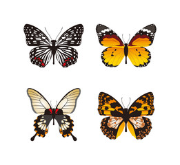 Obraz na płótnie Canvas butterflies clipart
