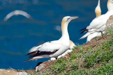 Northern gannet