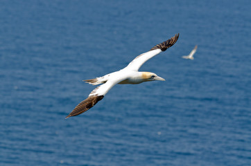 Northern gannet