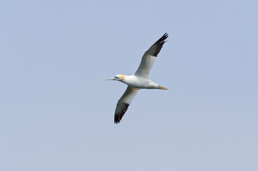 Northern gannet