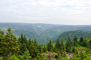 forest in the Cape Breton