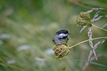 Black-capped Chickadee