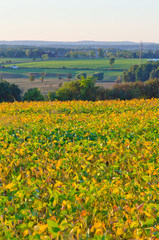 Field of soybeans