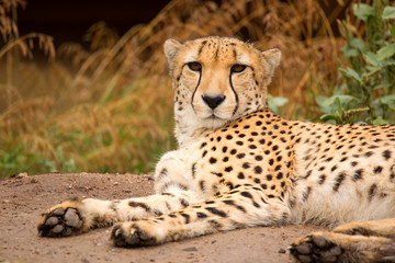 Cheeta resting in a shade