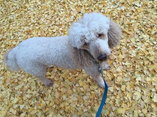 autumn walk