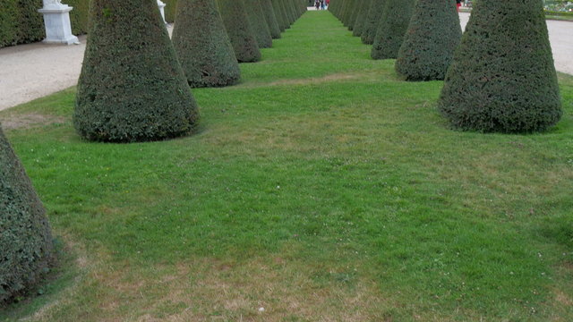 The green grass alley and the trees in the castle. Bordering the alley are triangle formed small trees