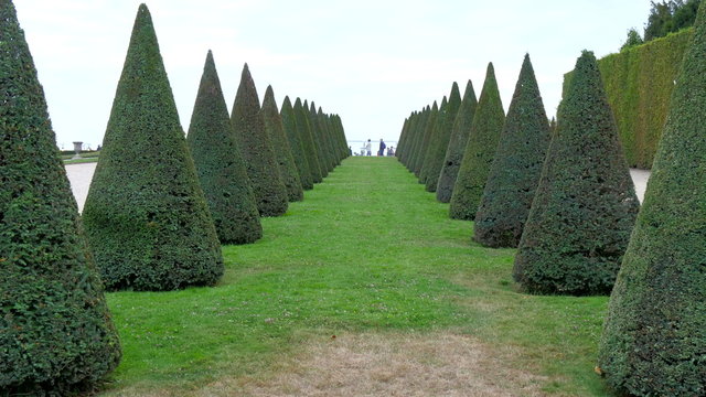 An alley with green grass and cone shaped trees. A very nice alley for green lovers