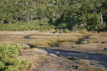 An image of trail to Mount Miyanouradake in Yakushima, Japan.