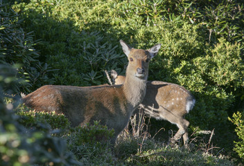 Yakushika deer in Yakushima island, Japan