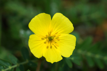 Yellow flowers on the beach. (Tribulus terrestris Linn.)