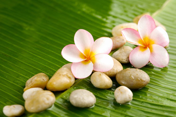 Fototapeta na wymiar frangipani with stones on banana leaf