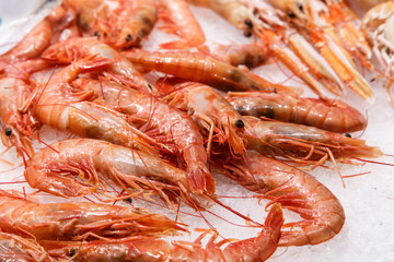 fresh prawn on sale at market