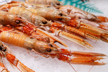 fresh Nephrops on sale at market