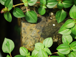 green leaf in background and blank space for input text