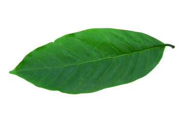 Leaves of the coffee tree on a white background.