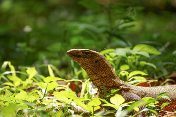 Bengal Monitor Lizard in the rainforest.
