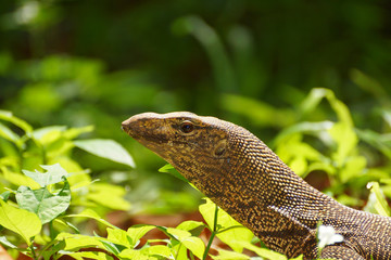 Bengal Monitor Lizard in the rainforest.