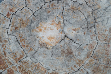 annual ring wood crack damage texture background