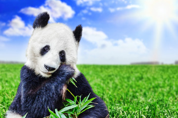 Cute bear panda actively chew a green bamboo sprout.