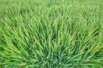 Fototapeta na wymiar Young paddy rice