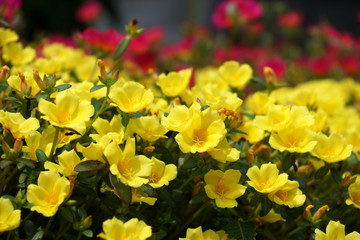 Obraz premium Portulaca flowers at the garden.