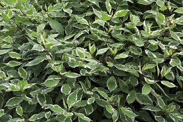 Fototapeta premium Pisonia is genus of flower family Nyctaginaceae