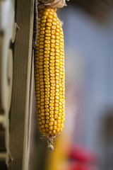Large Yellow ripe ear of corn