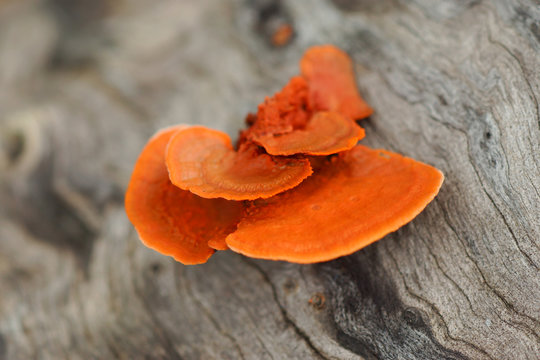 Chicken Of The Woods One Week Later