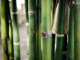 bamboo tree background