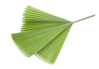 Palm leaf isolated on white background