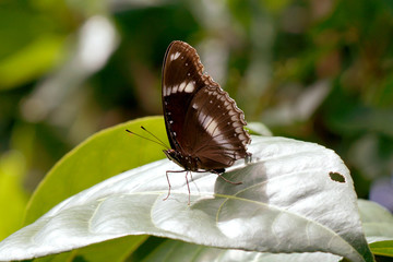 Black butterfly on leaves