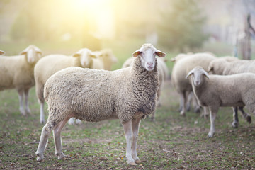 Sheep flock standing on farmland