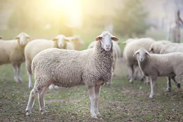 Papier Peint photo Lavable Moutons Sheep flock standing on farmland